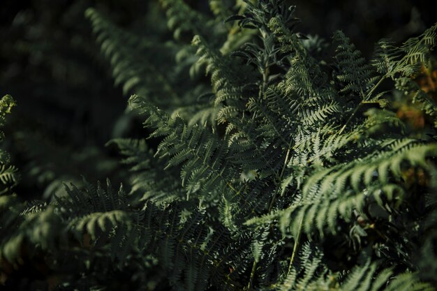 Close-up di foglie di felce verde