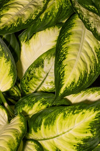 Close-up di foglie di piante con bordi colorati