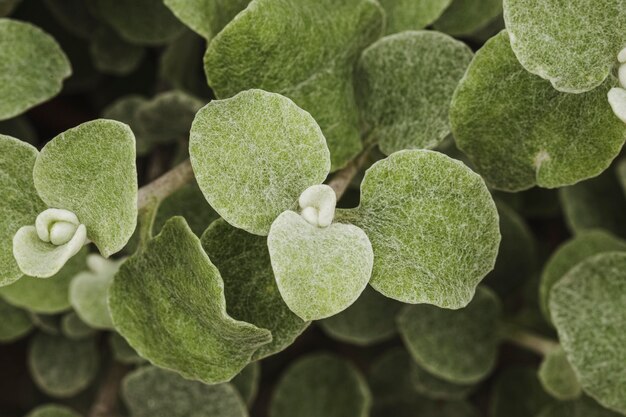 Close-up di foglie di piante