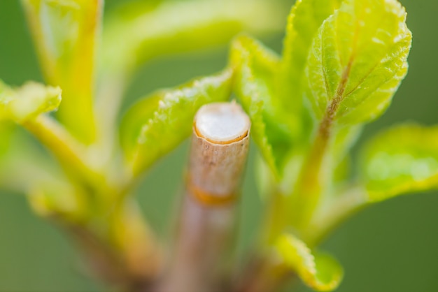 Close-up di gambo