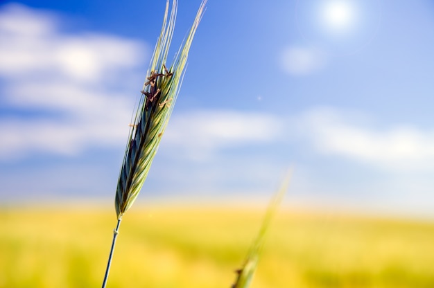 Close-up di grano con sfondo sfocato