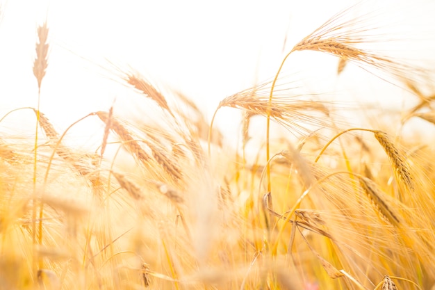 Close-up di grano.