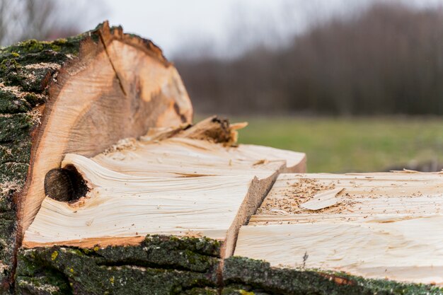 Close-up di legno per falò