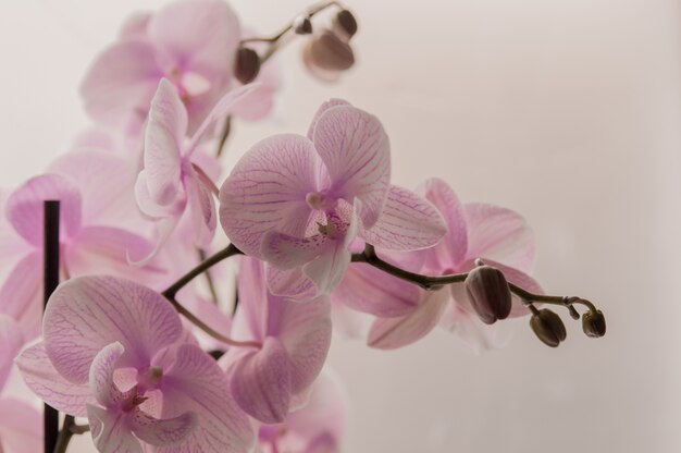 Close-up di orchidee rosa su sfondo astratto luce. Orchidea rosa in vaso su sfondo bianco. Immagine di amore e bellezza. Sfondo naturale e elemento di design.