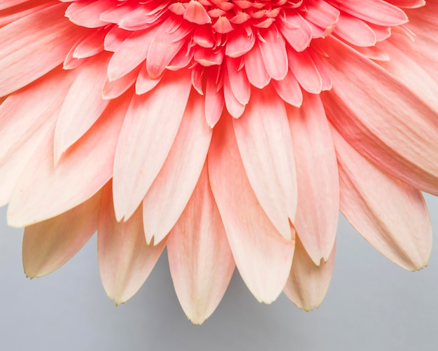 Close-up di petali di fiori