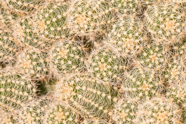 Close-up di piante di cactus