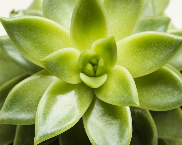 Close-up di piante succulente