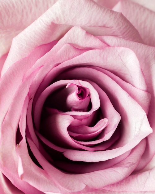 Close-up di rosa rosa