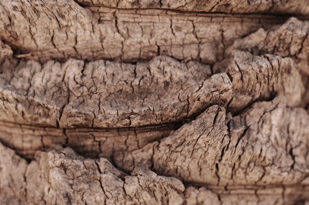 Close-up di tronco d&#39;albero di palme