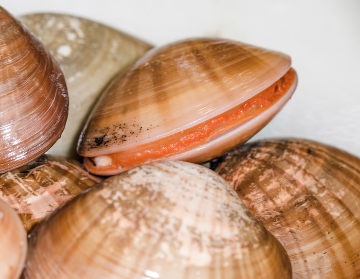 Foto gratuito close-up di vongole al mercato