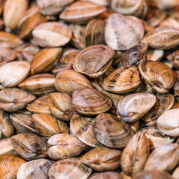 Close-up di vongole fresche in negozio