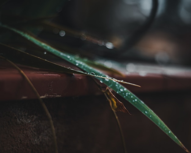 Close-up di waterdrops in congedo di una pianta