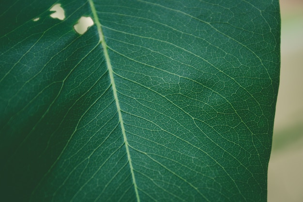 Close up foglia verde