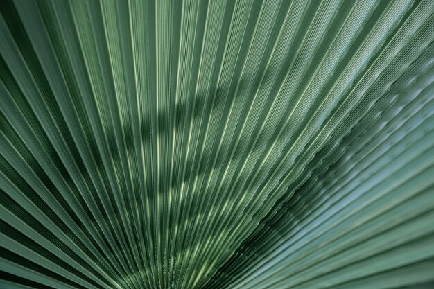 Close up foglie verdi texture, linee rette. Sfondo verde foglia di palma, full frame shot.