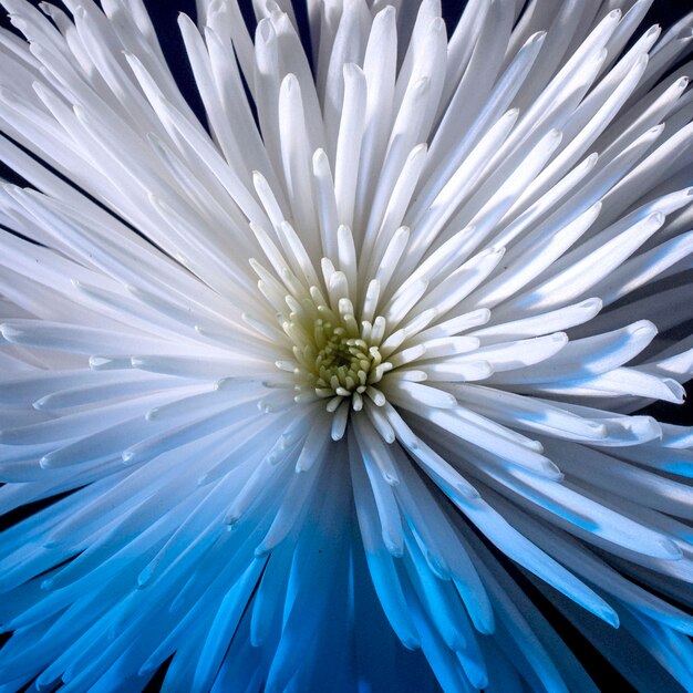 Close-up grazioso fiore