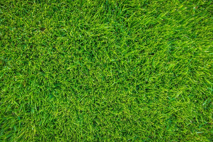Foto gratuito close-up immagine di erba fresca di sorgente verde.