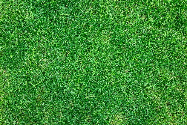 Close-up immagine di erba verde fresca di sorgente