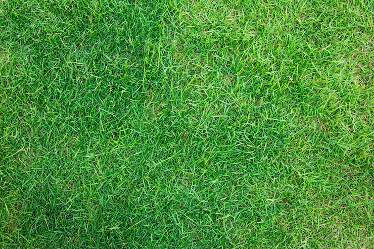 Foto gratuito close-up immagine di erba verde fresca di sorgente