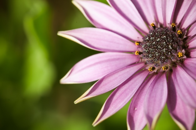 Close up macro fiore