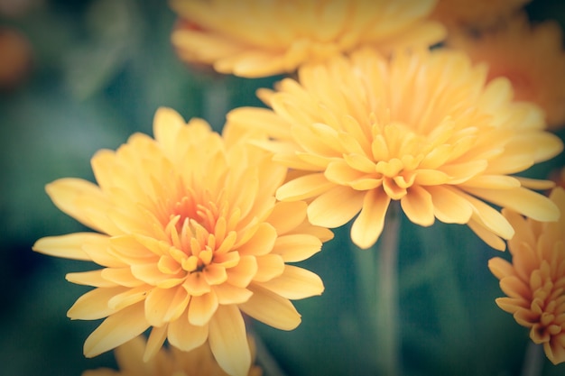 Close up macro fiore