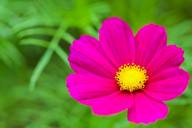 Close up macro fiore