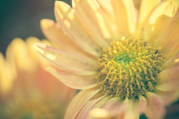 Close up macro fiore