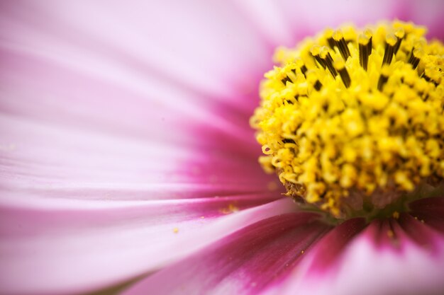 Close up macro fiore