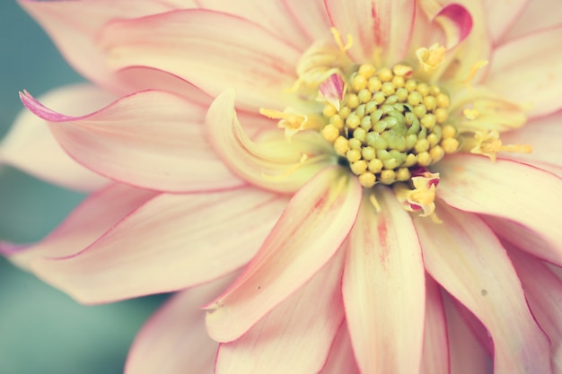 Close up macro fiore