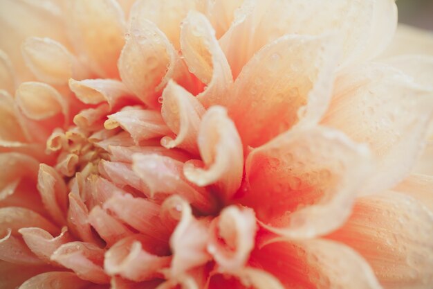 Close up macro fiore