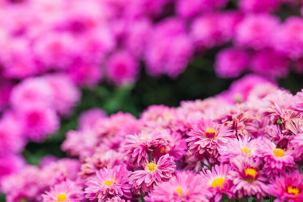 Close up macro fiore