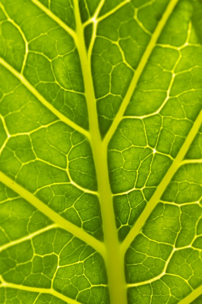 Close-up nervi di foglia verde