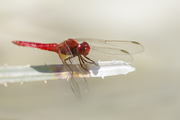 Close up ofo libellula rossa