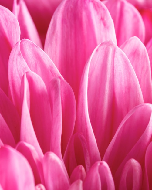 Close-up petali rosa macro natura