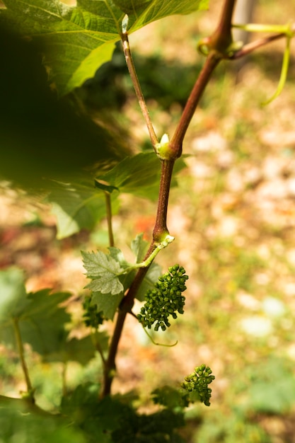 Close-up piccola uva acerba