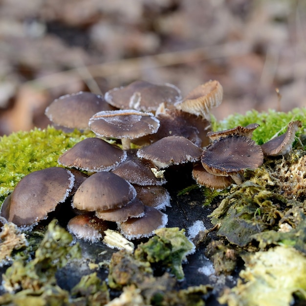 &quot;Close-up piccoli funghi&quot;