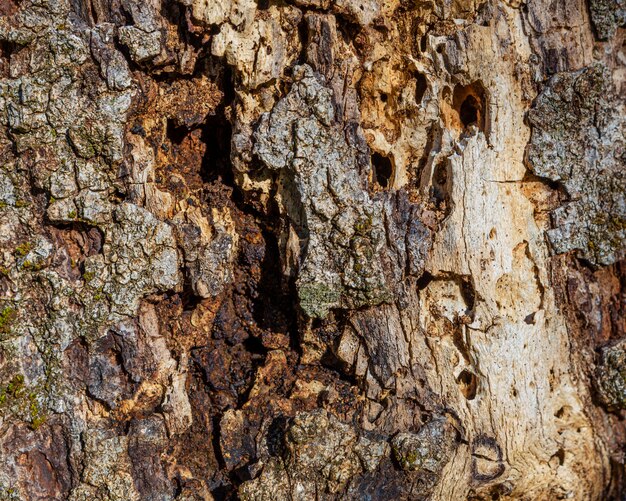 Close up struttura ad albero