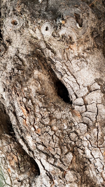 Close up texture di sfondo di legno