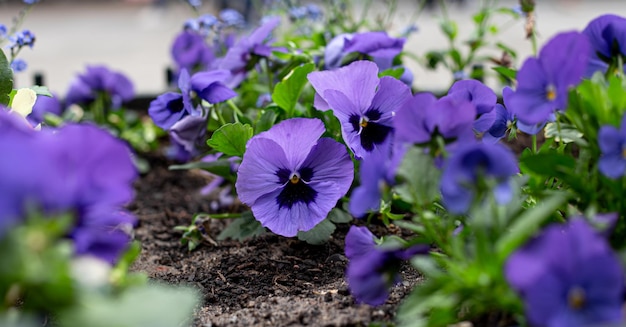 Close up viola fiori tricolore in un letto di fiori