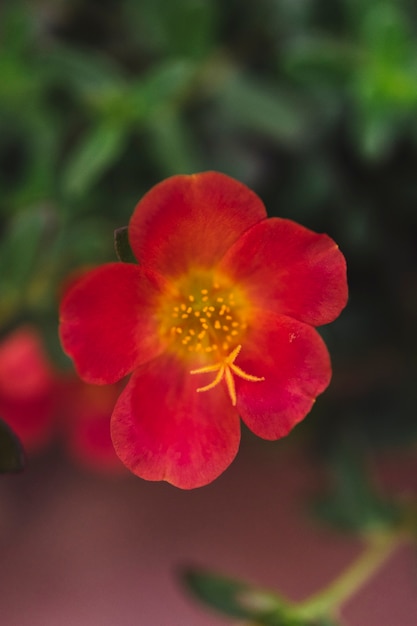 Close up vista del fiore rosso