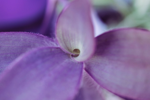 Close up vista di foglia viola