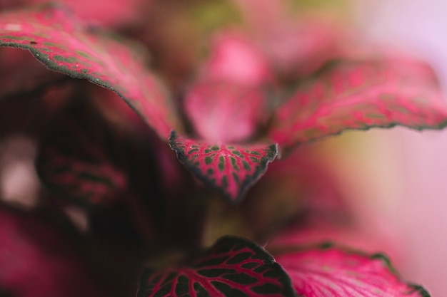 Close up vista di pianta rosa