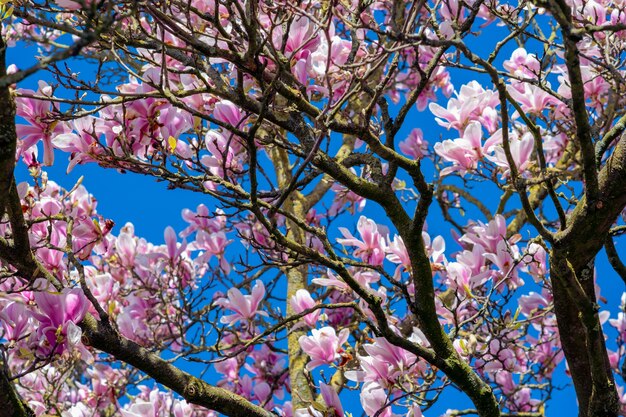 Closeup colpo di alberi di ciliegio in fiore sotto un cielo blu chiaro