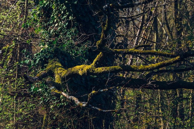 Closeup colpo di alberi e vegetazione nel parco Maksimir a Zagabria in Croazia durante la primavera