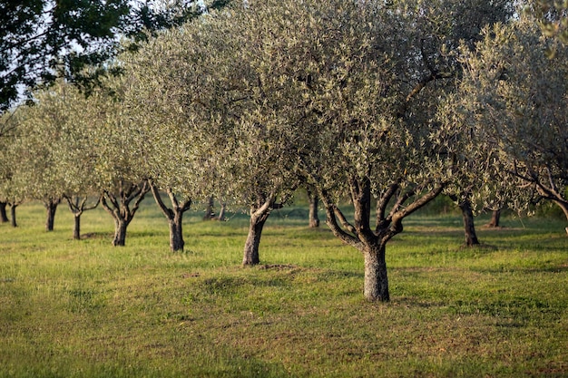 Closeup colpo di alberi in crescita nel campo sotto la luce del sole