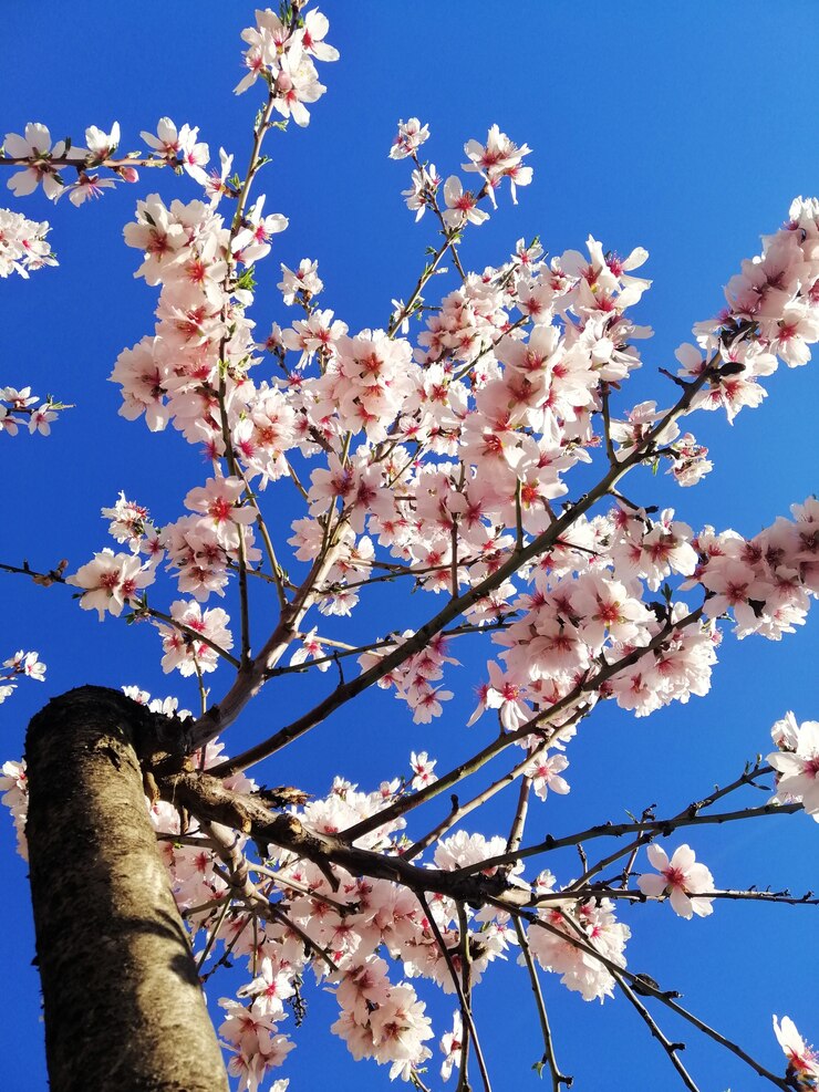 Foto gratuito closeup colpo di bellissimi fiori bianchi su mandorli e un cielo blu