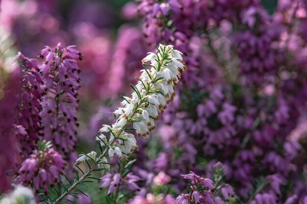 Closeup colpo di fiori bianchi e viola