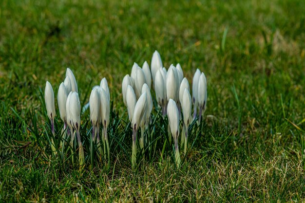 Closeup colpo di fiori di croco bella primavera bianca che crescono sull'erba verde
