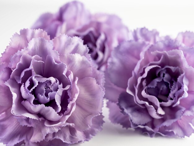 Closeup colpo di fiori di garofano viola su sfondo bianco