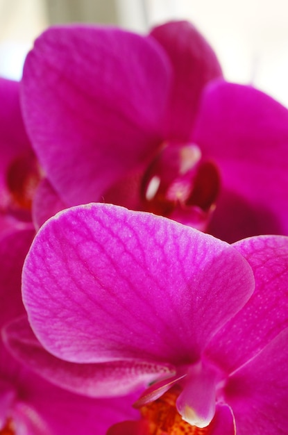 Closeup colpo di fiori viola