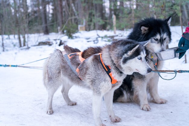 Closeup colpo di simpatici husky in un bosco innevato